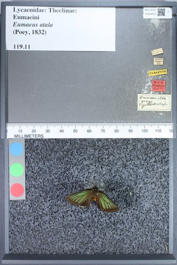 Media type: image;   Entomology 68979